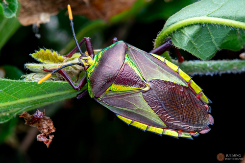 Eurostus validus
