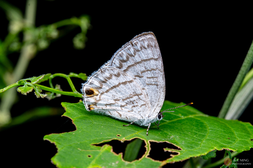 Leucantigius atayalicus