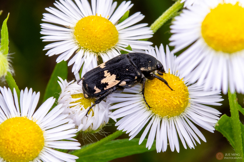 Black Flower Chafer
