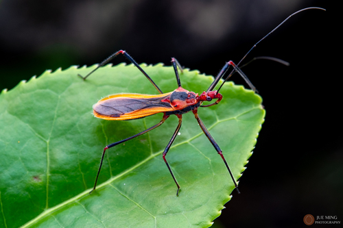 Euagoras plagiatus