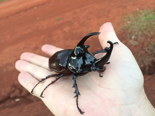 Centaurus Beetle