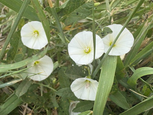 field bindweed