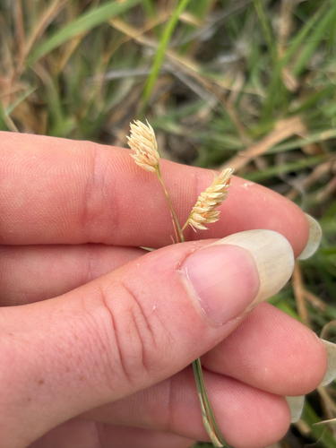 buffalograss