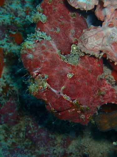 Giant Frogfish — seen at this dive site