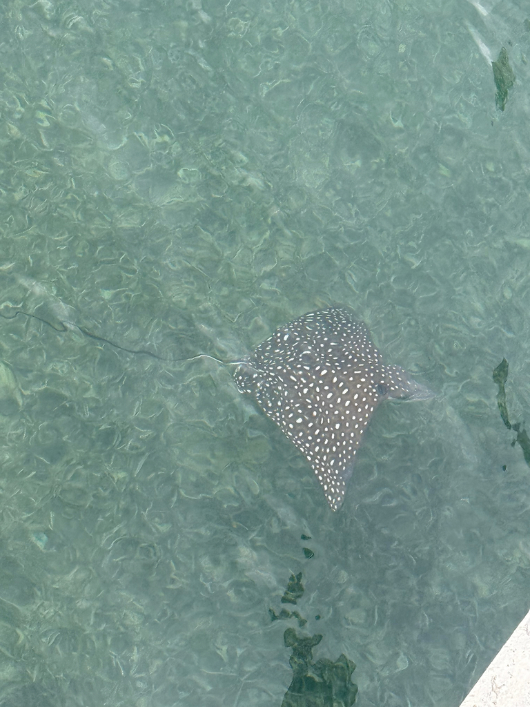 Spotted eagle ray