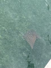 Spotted eagle ray