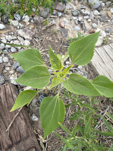 Common Sunflower