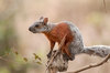 Red-bellied Squirrel - Photo (c) Arnulfo Moreno-Valdez, all rights reserved, uploaded by Arnulfo Moreno-Valdez