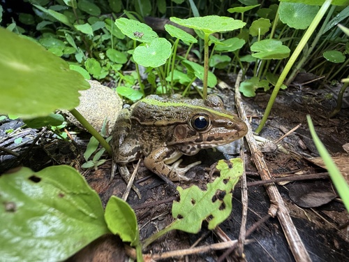 Black-spotted Frog