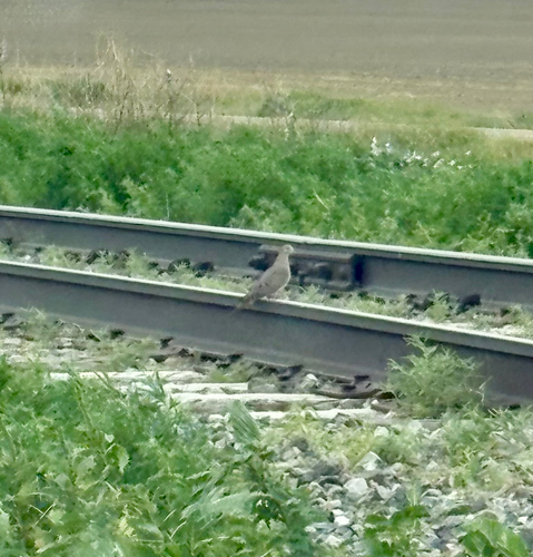 Mourning Dove