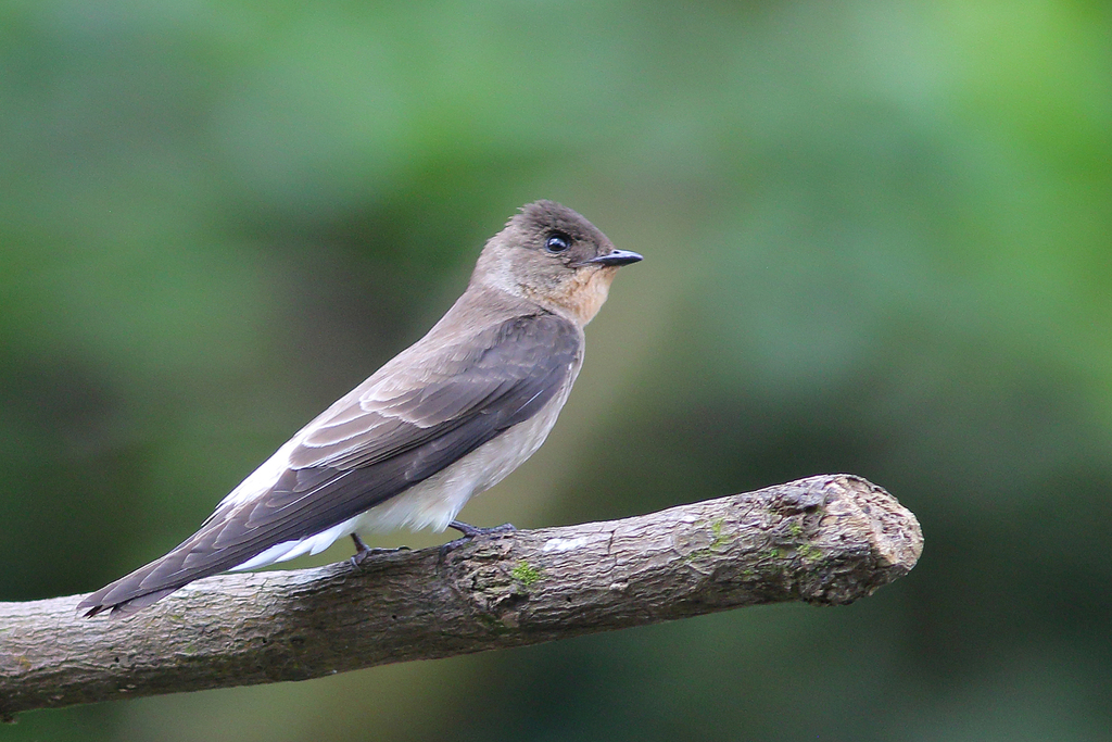 Southern Rough-winged Swallow (Stelgidopteryx ruficollis)
