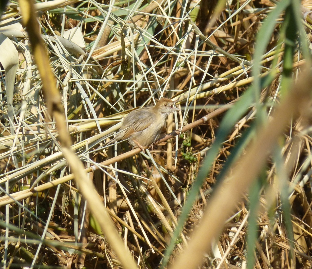 Luapula Cisticola photo