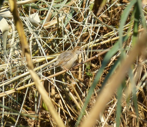 Luapula Cisticola