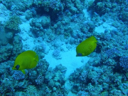 Masked Butterflyfish — seen at this dive site