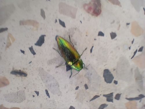 Eurythyrea micans