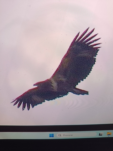 African Fish-Eagle