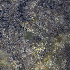 Peacock Blenny