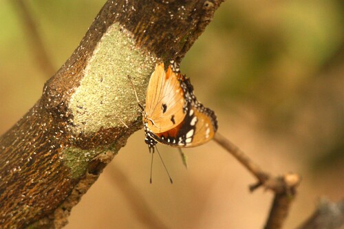 Danaid Eggfly