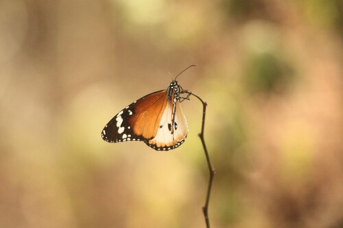 Plain Tiger Butterfly