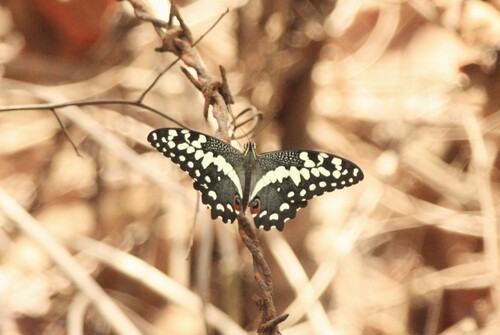 Citrus Swallowtail