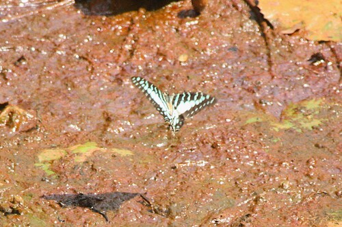 Large Striped Swordtail