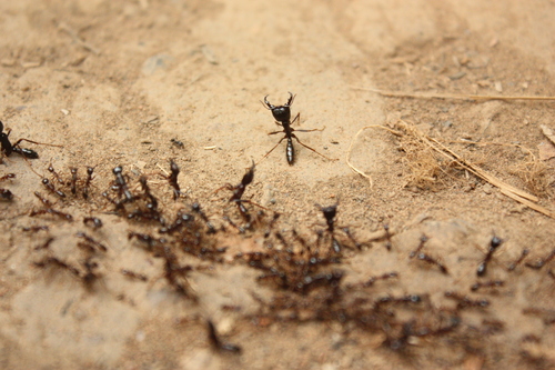 Dorylus nigricans