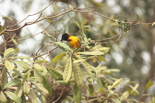 Village Weaver