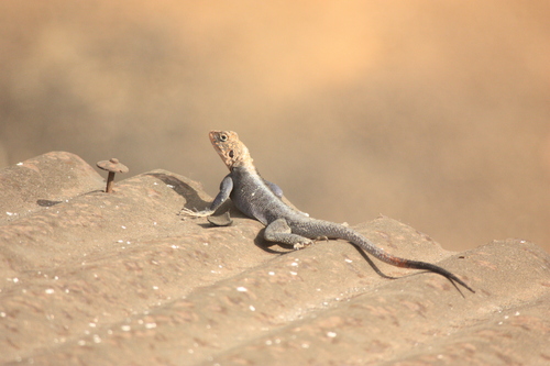 West African Rainbow Lizard