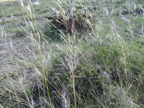 southwestern needlegrass (Achnatherum eminens)