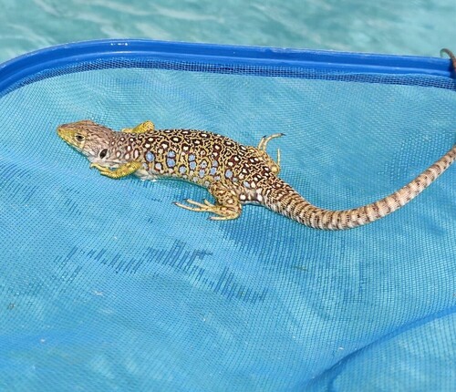 Avistamiento Lagarto ocelado (fardacho)