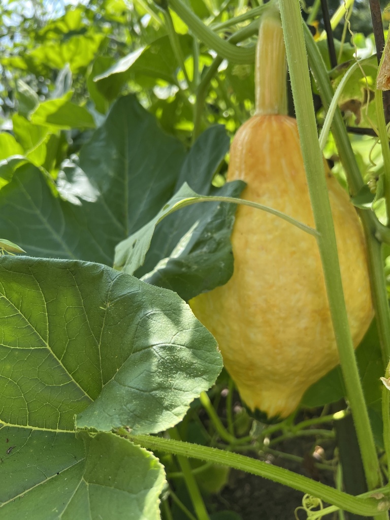 Cucurbita maxima