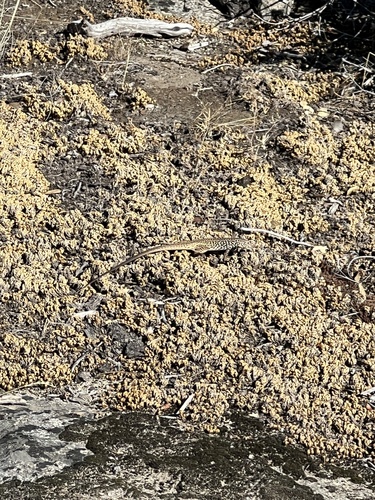iNaturalist observation photo of Western Whiptail