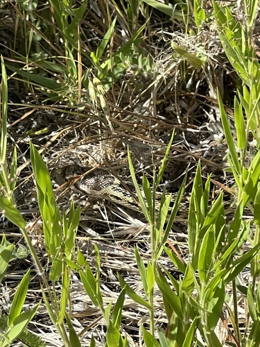 iNaturalist observation photo of Gopher Snake