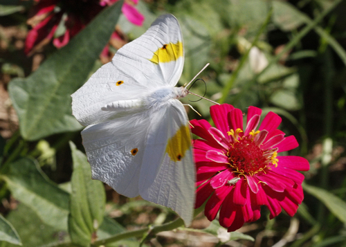 White Angled-Sulphur