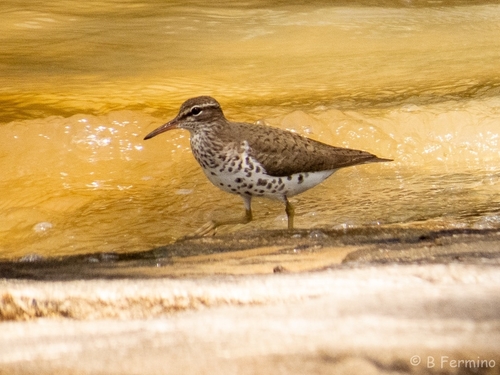 Spotted Sandpiper
