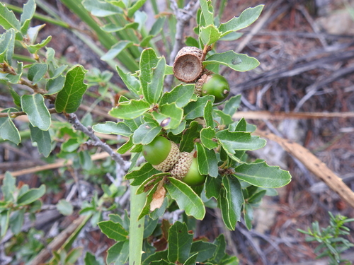 Quercus pringlei