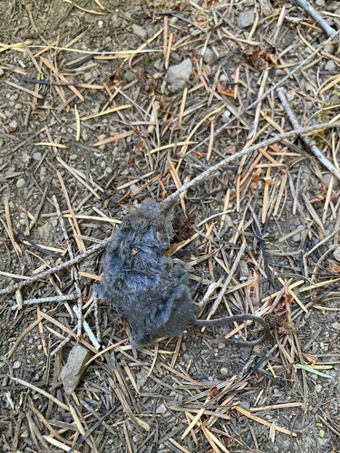 iNaturalist observation photo of Trowbridge's Shrew