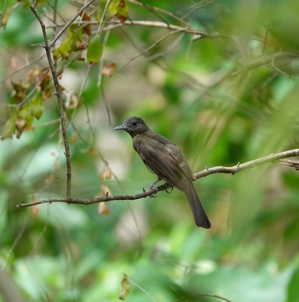 Mindoro Bulbul photo