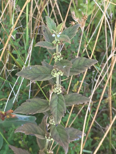Carolina water horehound (Lycopus cokeri)