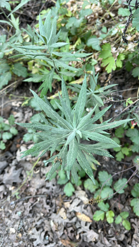 iNaturalist observation photo of California mugwort