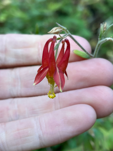 iNaturalist observation photo of western columbine