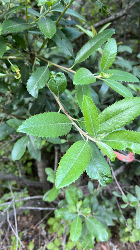 iNaturalist observation photo of Toyon