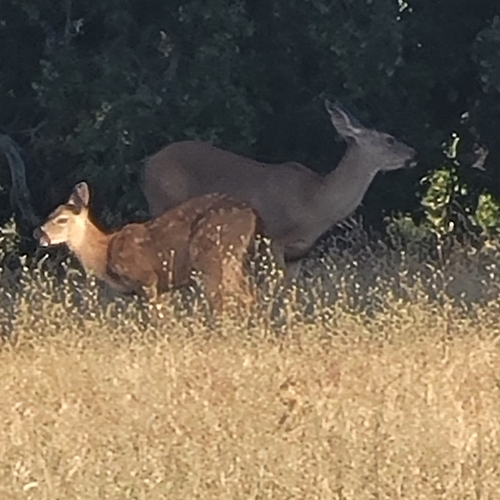 iNaturalist observation photo of Columbian Black-tailed Deer