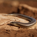 Chalcides mionecton trifasciatus - Photo (c) Matthieu Berroneau, all rights reserved