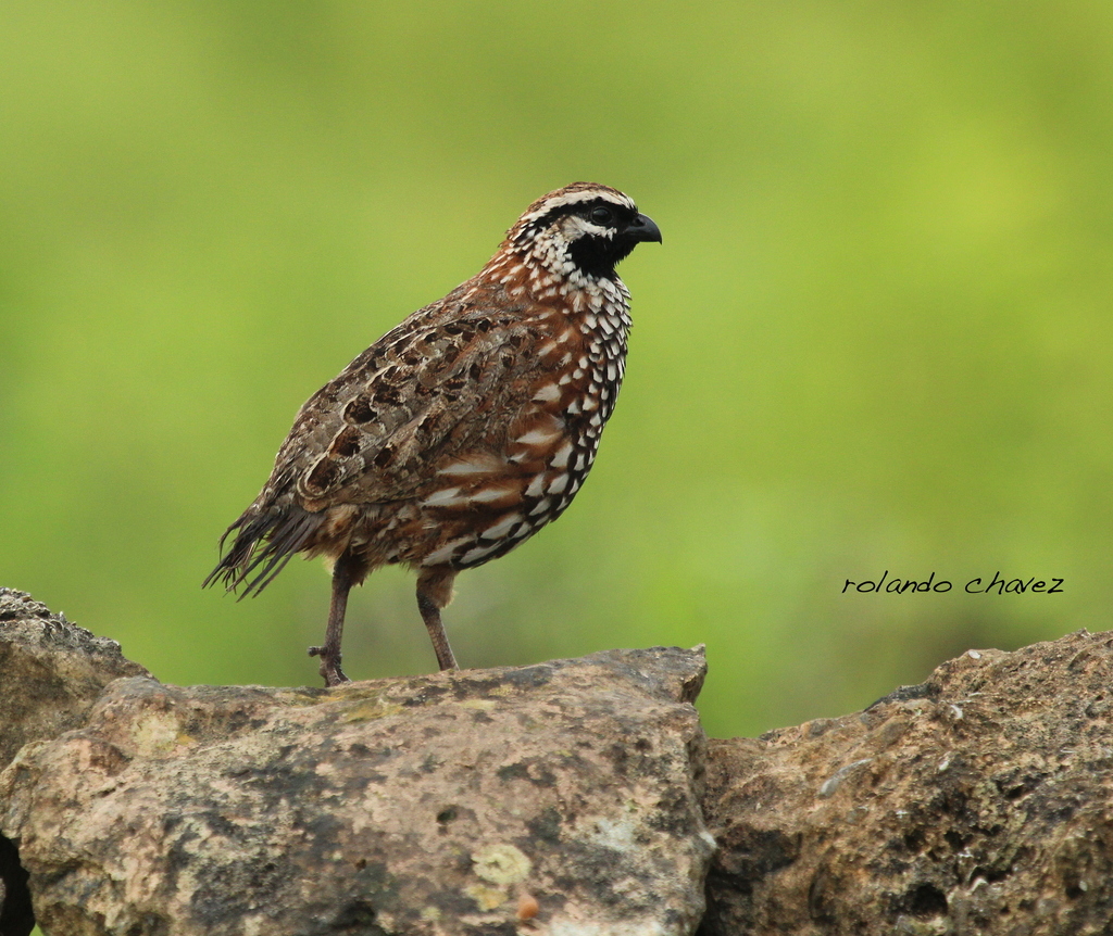 Black-throated Bobwhite (Colinus nigrogularis) photo