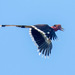 Helmeted Hornbill - Photo (c) Marc Faucher, all rights reserved, uploaded by Marc Faucher