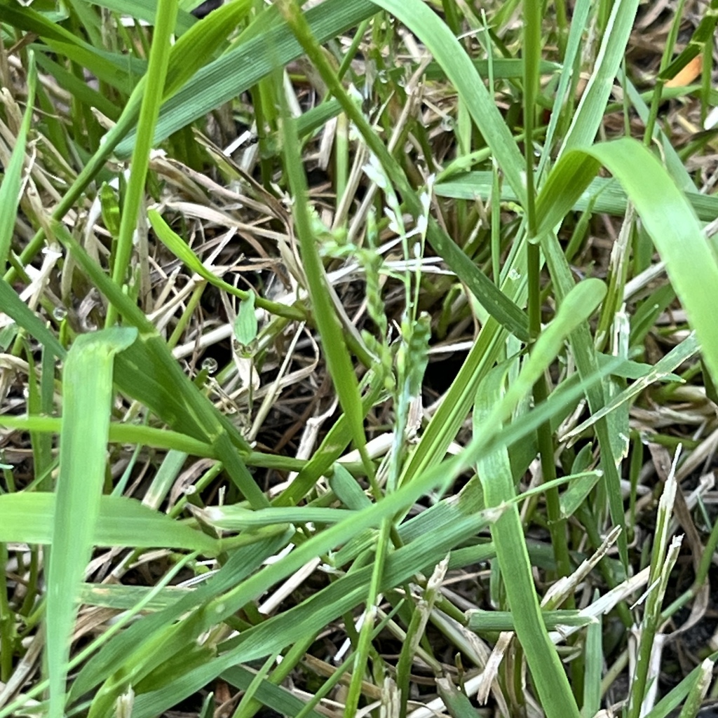 Poaceae