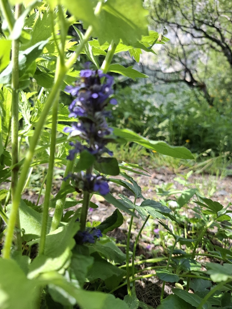 Ajuga reptans