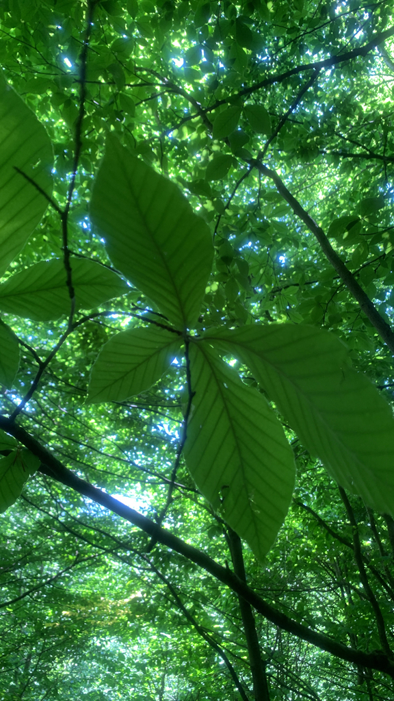 Fagus