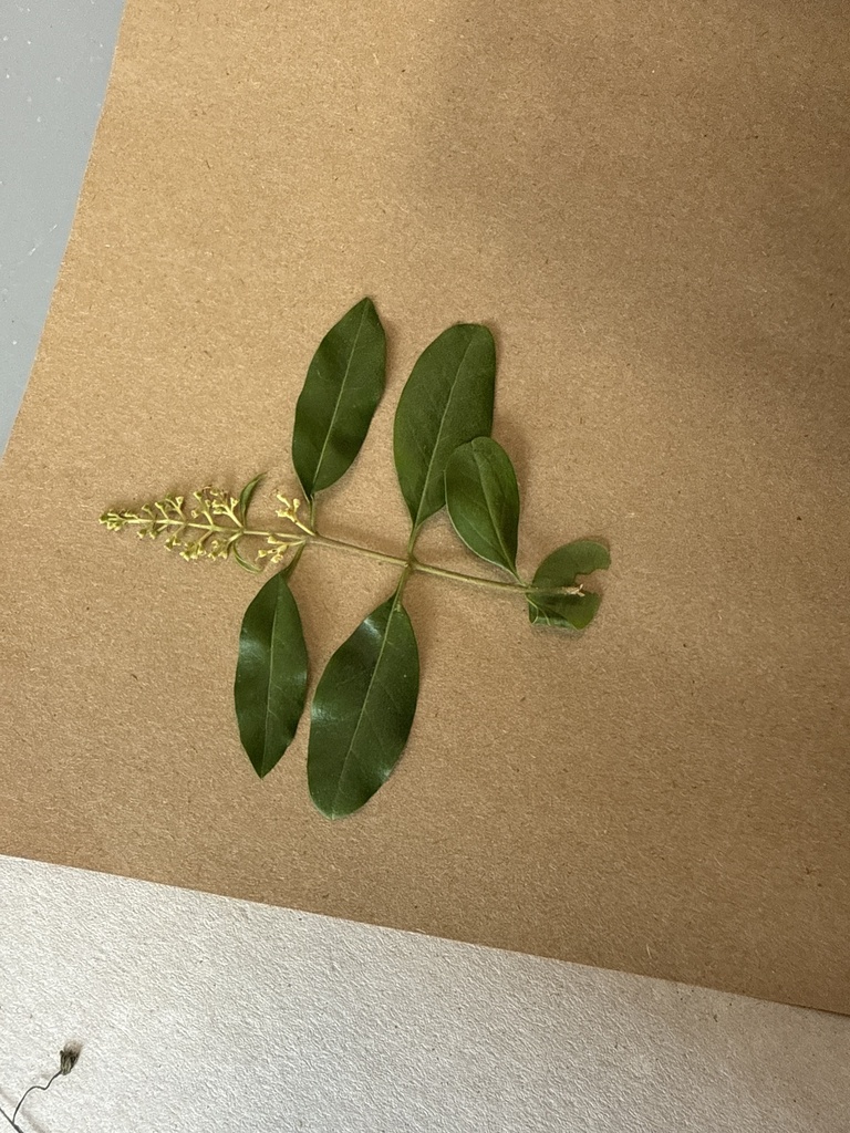 Ligustrum